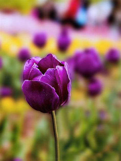 漂亮花朵|花卉图片大全丨花百科百花图谱